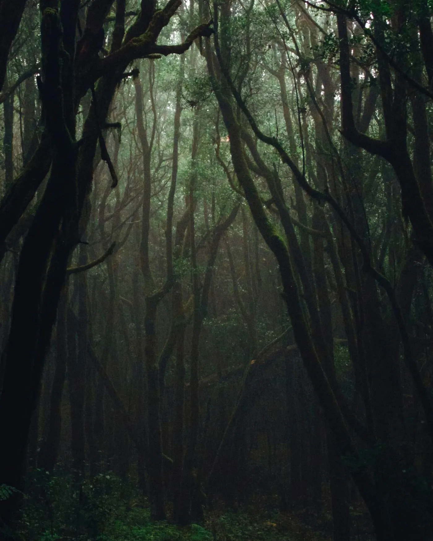 Bosco nella nebbia — location Adventura Escape Room Pesaro